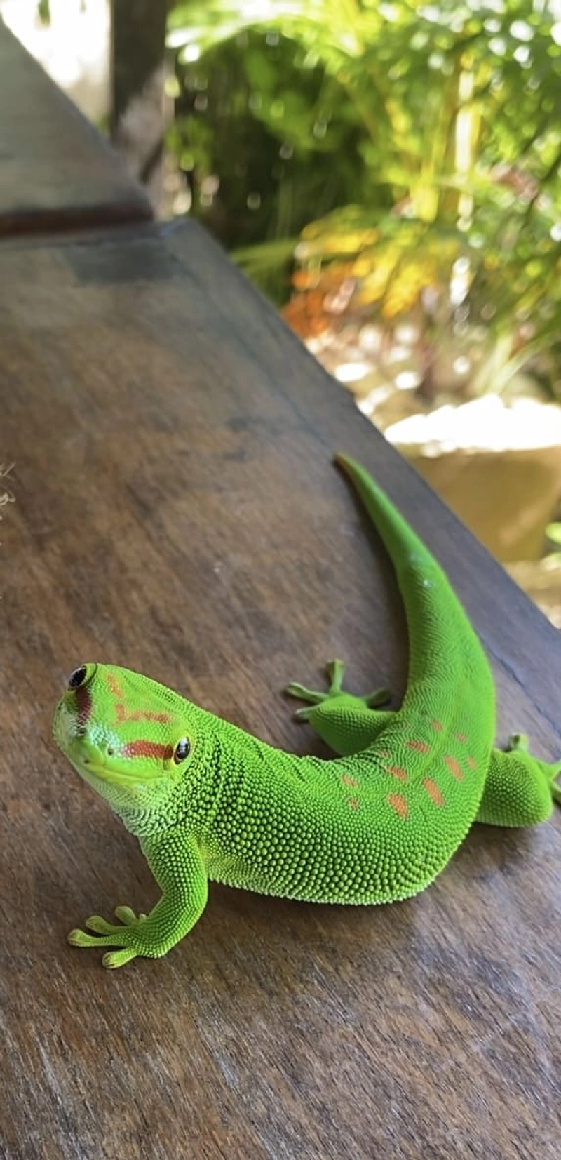 Madagascar21 - madagascar