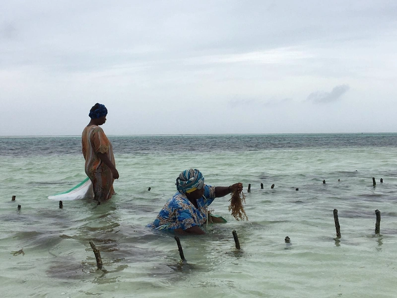 Zanzibar13 - zanzibar