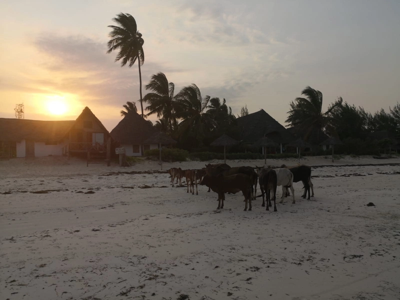 Zanzibar3 - zanzibar
